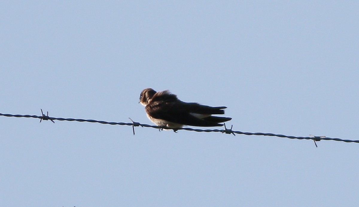 Northern Rough-winged Swallow - ML53641051