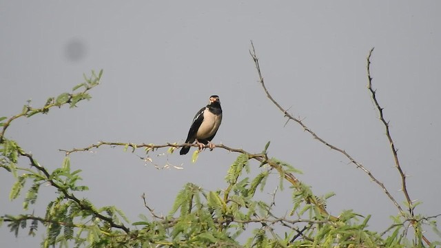 Indian Pied Starling - ML536413561
