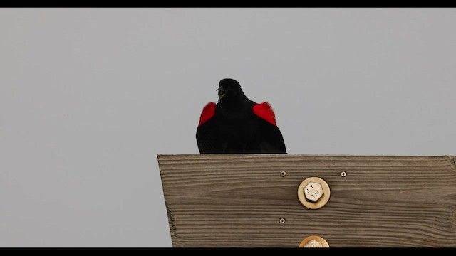 Red-winged Blackbird (Red-winged) - ML536413961