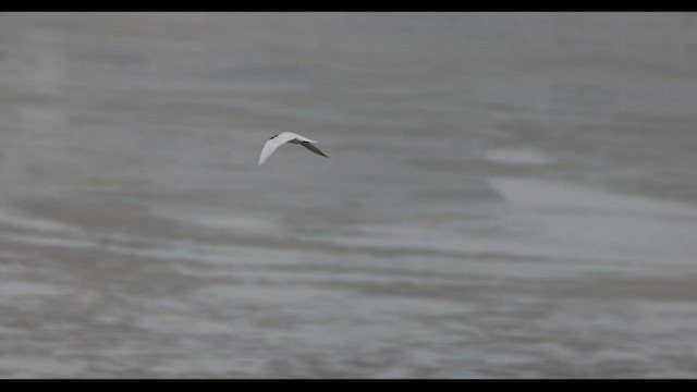 Gull-billed Tern - ML536414041