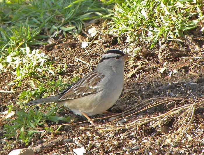 White-crowned Sparrow - ML536416031