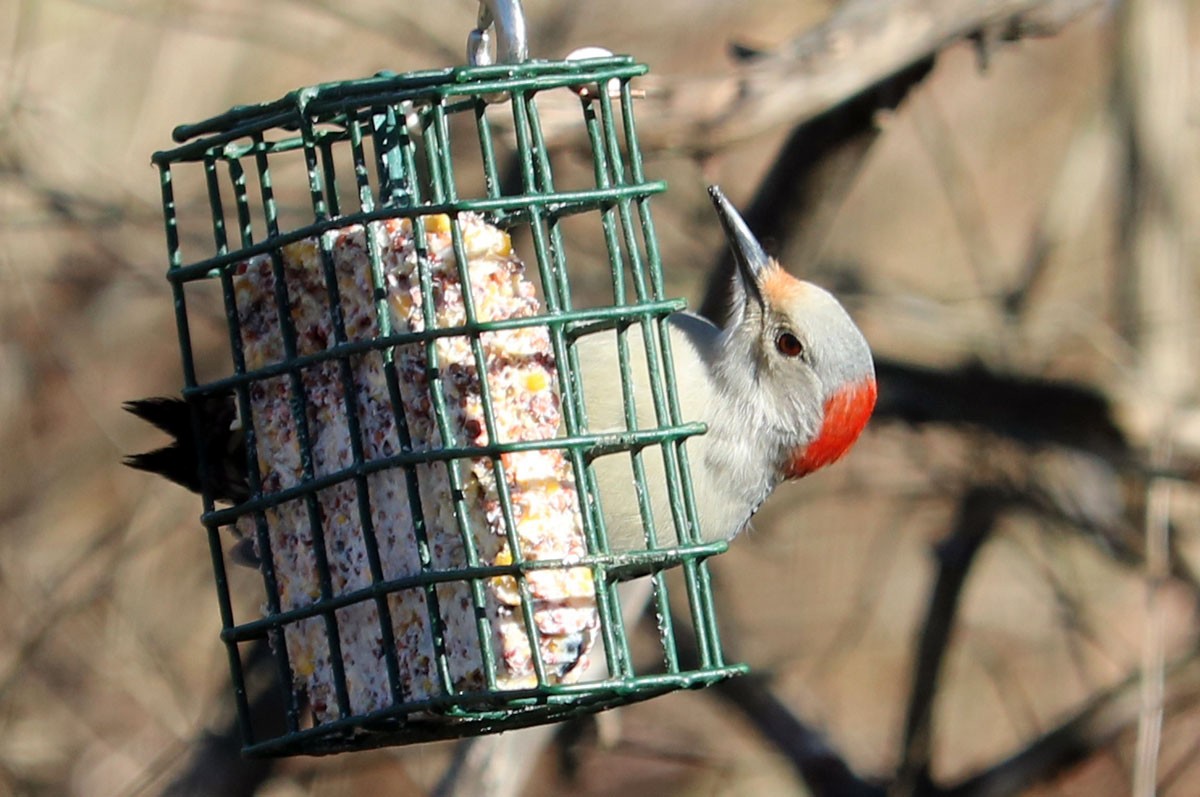 Red-bellied Woodpecker - ML536419601