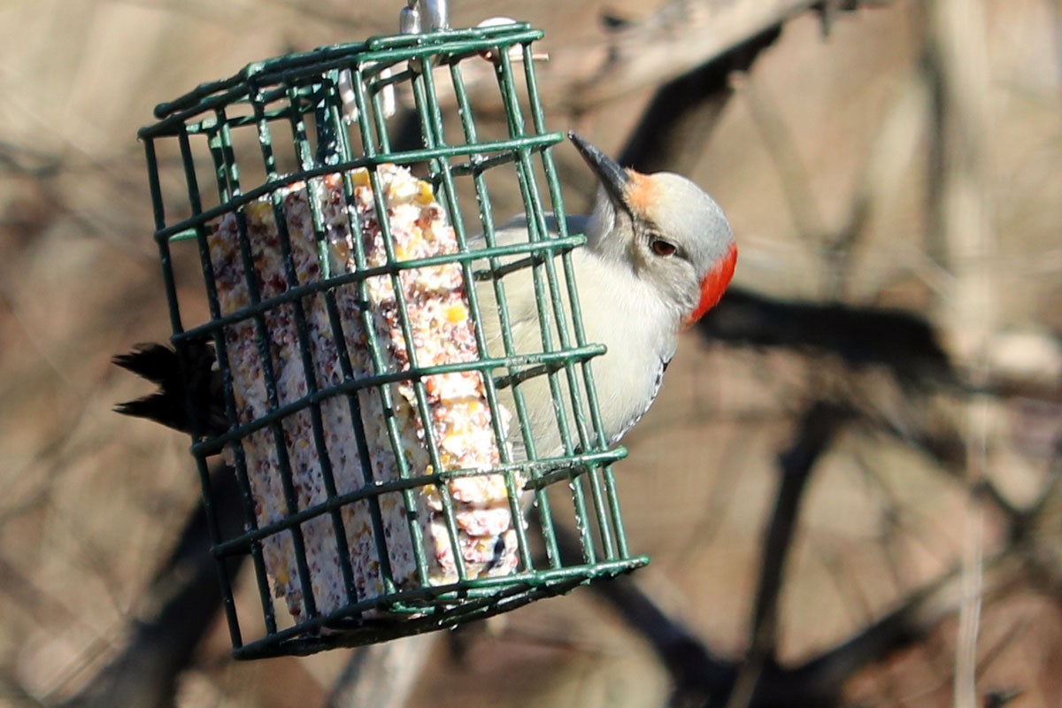 Red-bellied Woodpecker - ML536419611