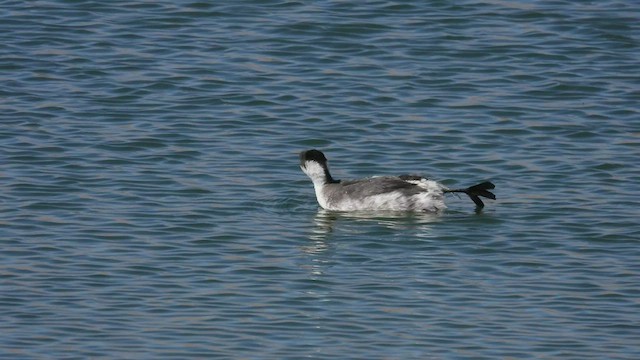 Silvery Grebe (Andean) - ML536419671