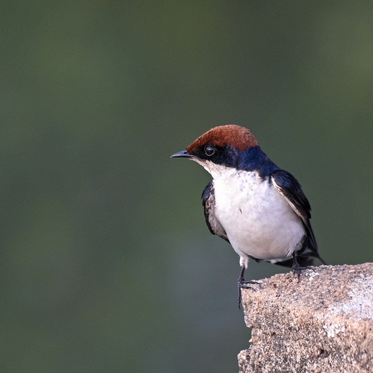 Wire-tailed Swallow - bijumon ke