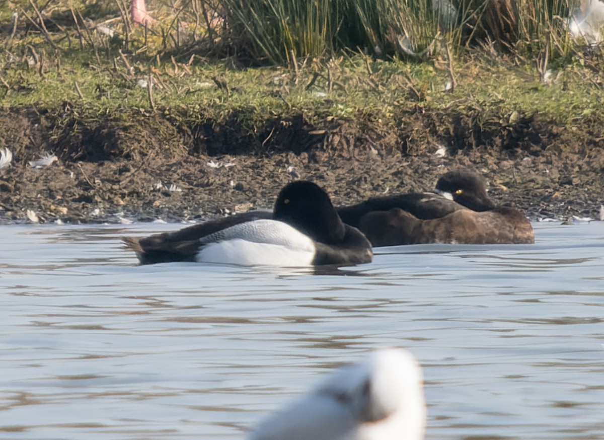 Greater Scaup - ML536421261