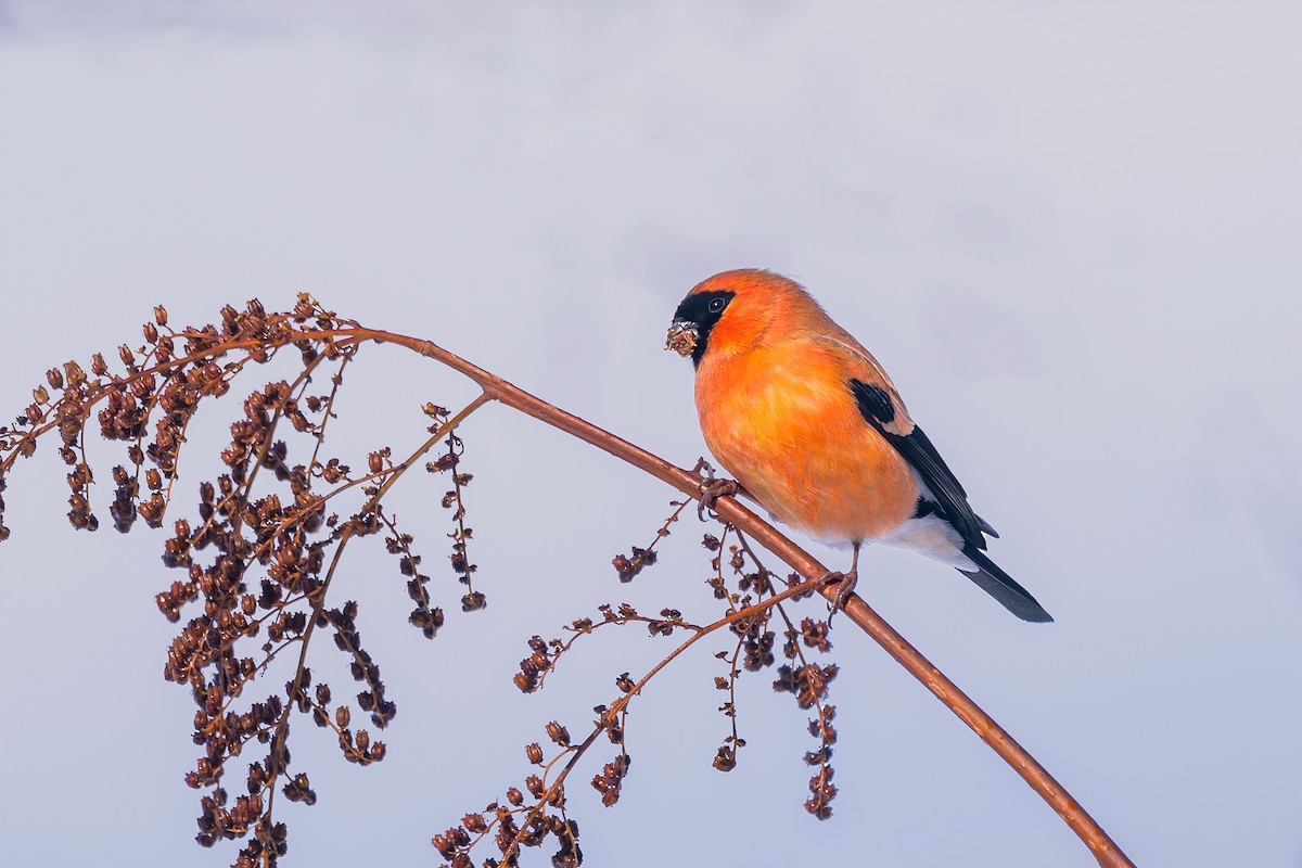 Orange Bullfinch - Rajkumar Das