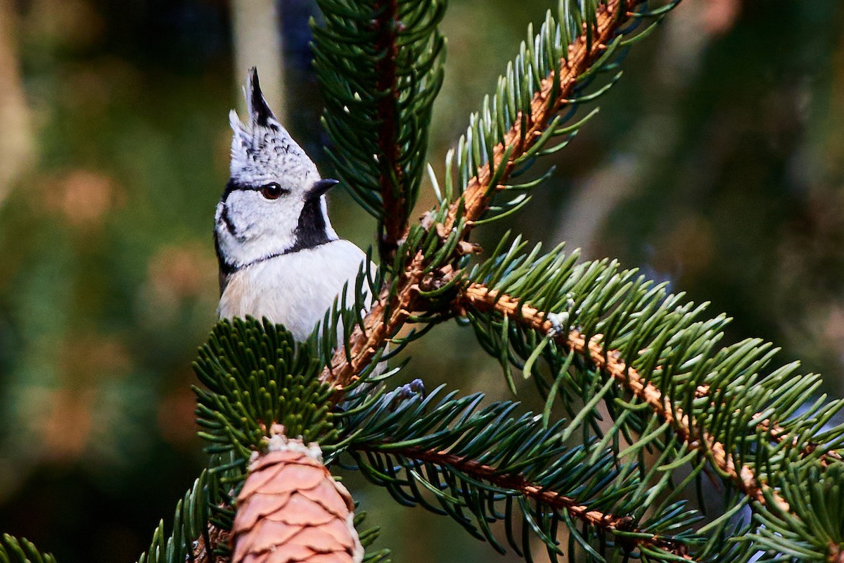 Crested Tit - ML536426791