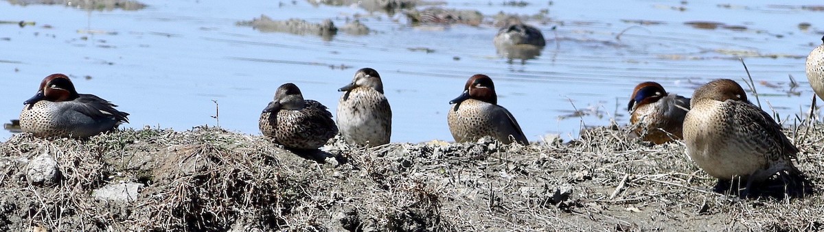 Green-winged Teal - ML536433711