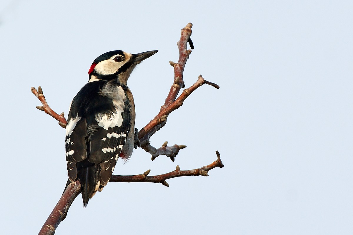 Great Spotted Woodpecker (Great Spotted) - Tomáš Grim