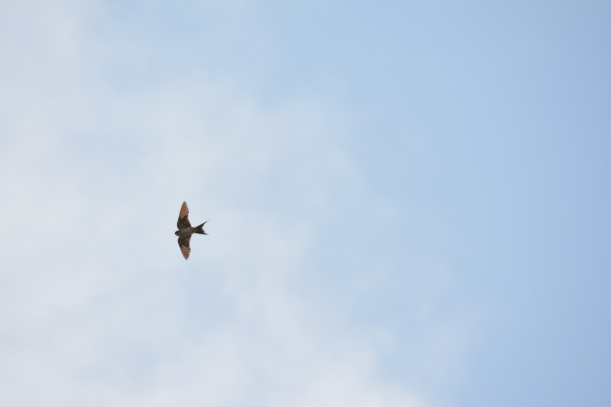 Red-rumped Swallow - ML536439041