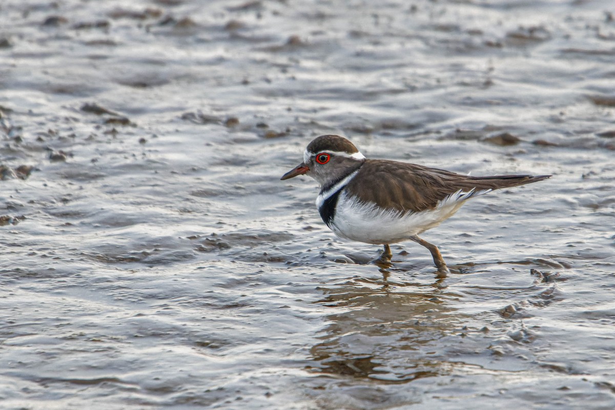 Three-banded Plover - ML536440151