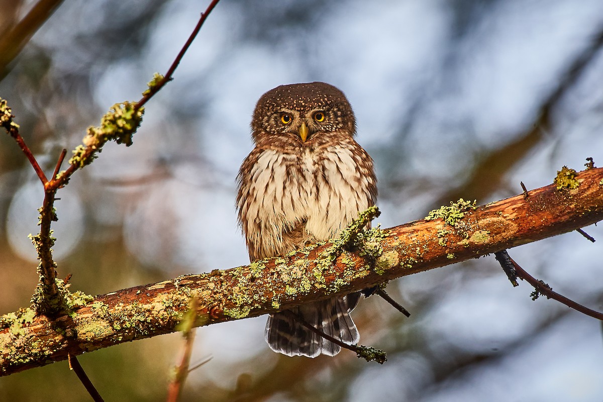 Eurasian Pygmy-Owl - ML536444711