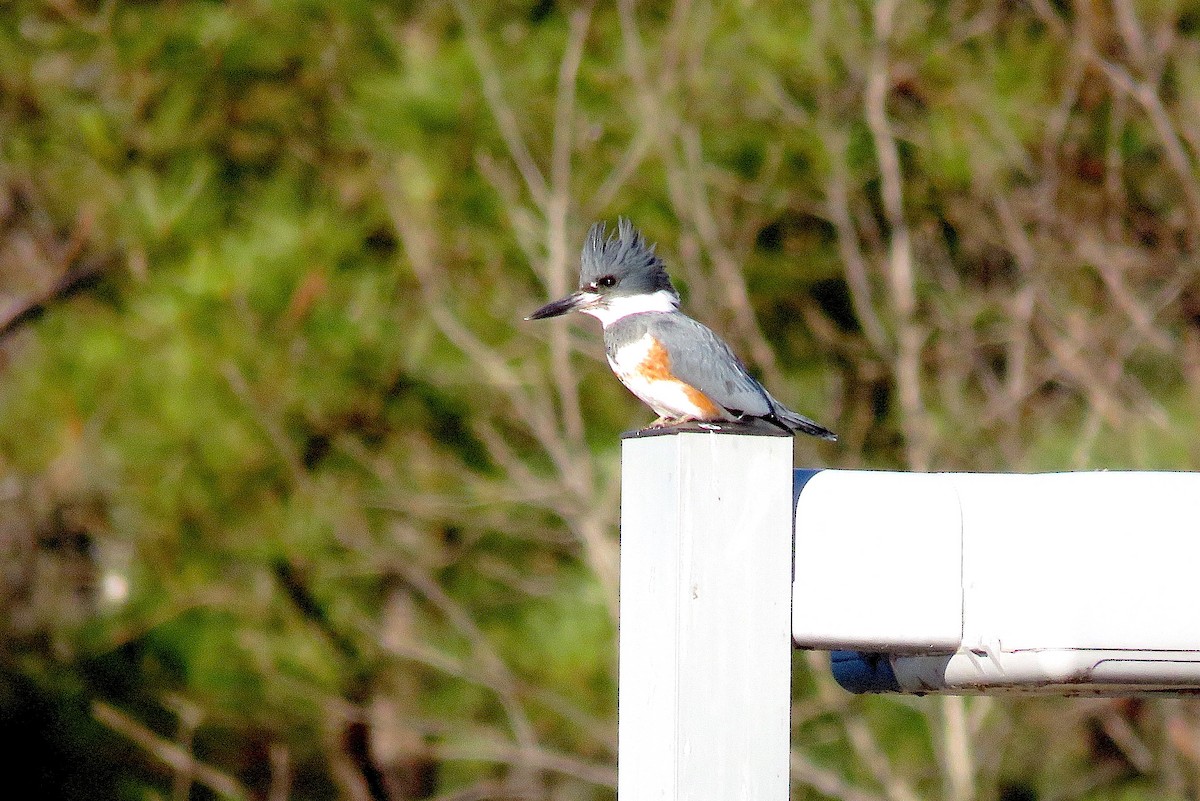 Belted Kingfisher - ML536448241