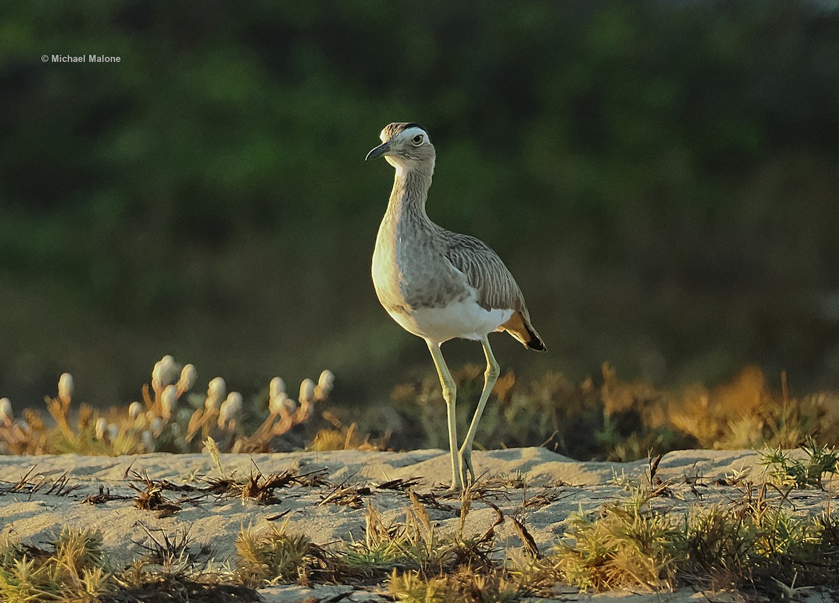 Double-striped Thick-knee - ML536451851