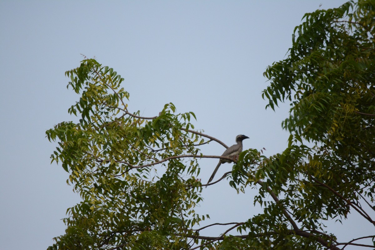 Indian Gray Hornbill - ML536453171