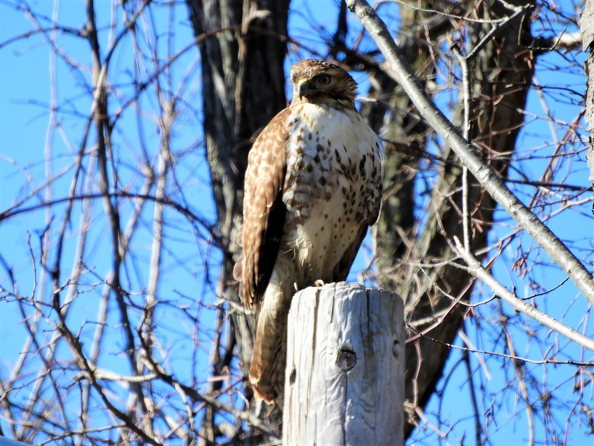 New York Breeding Bird Atlas Checklist - 18 Feb 2023 - Steer's Park - 9 ...