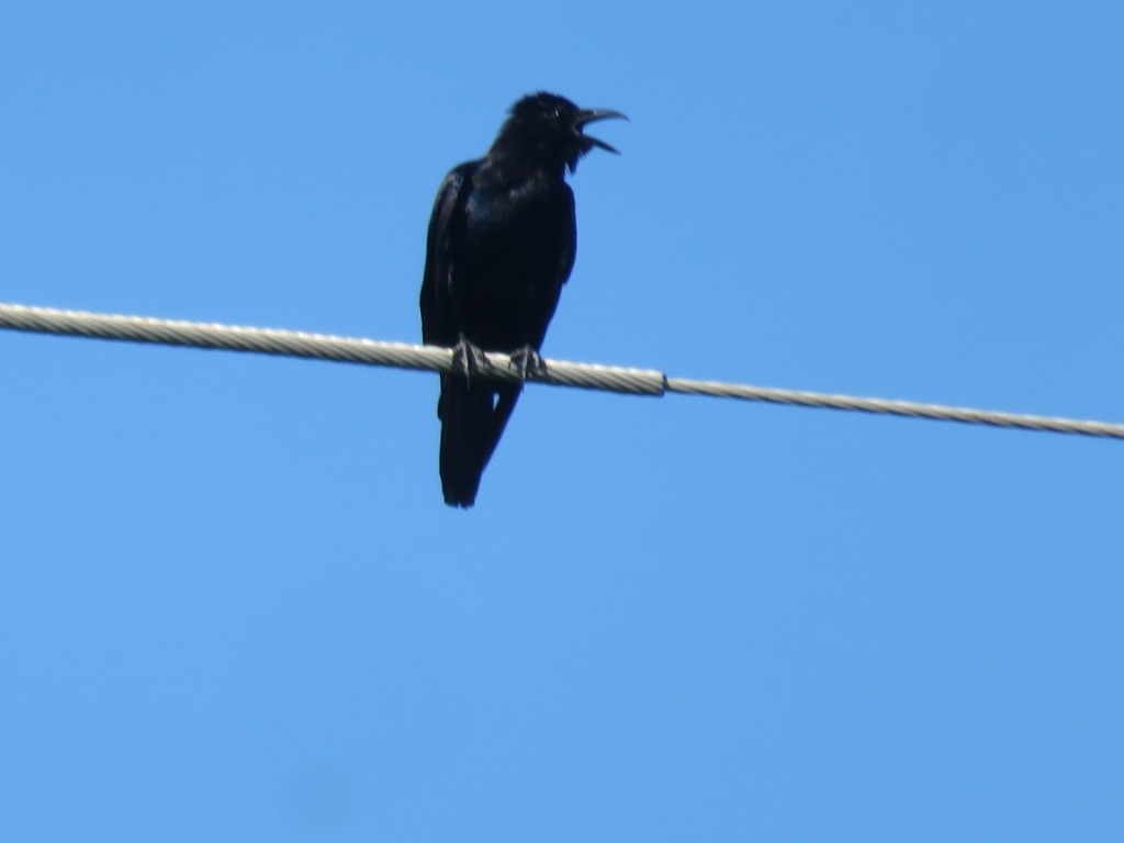 Sinaloa Crow - ML536455721