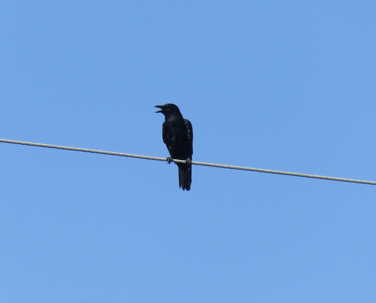 Sinaloa Crow - ML536455781