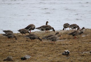 Greater White-fronted Goose, ML53645901