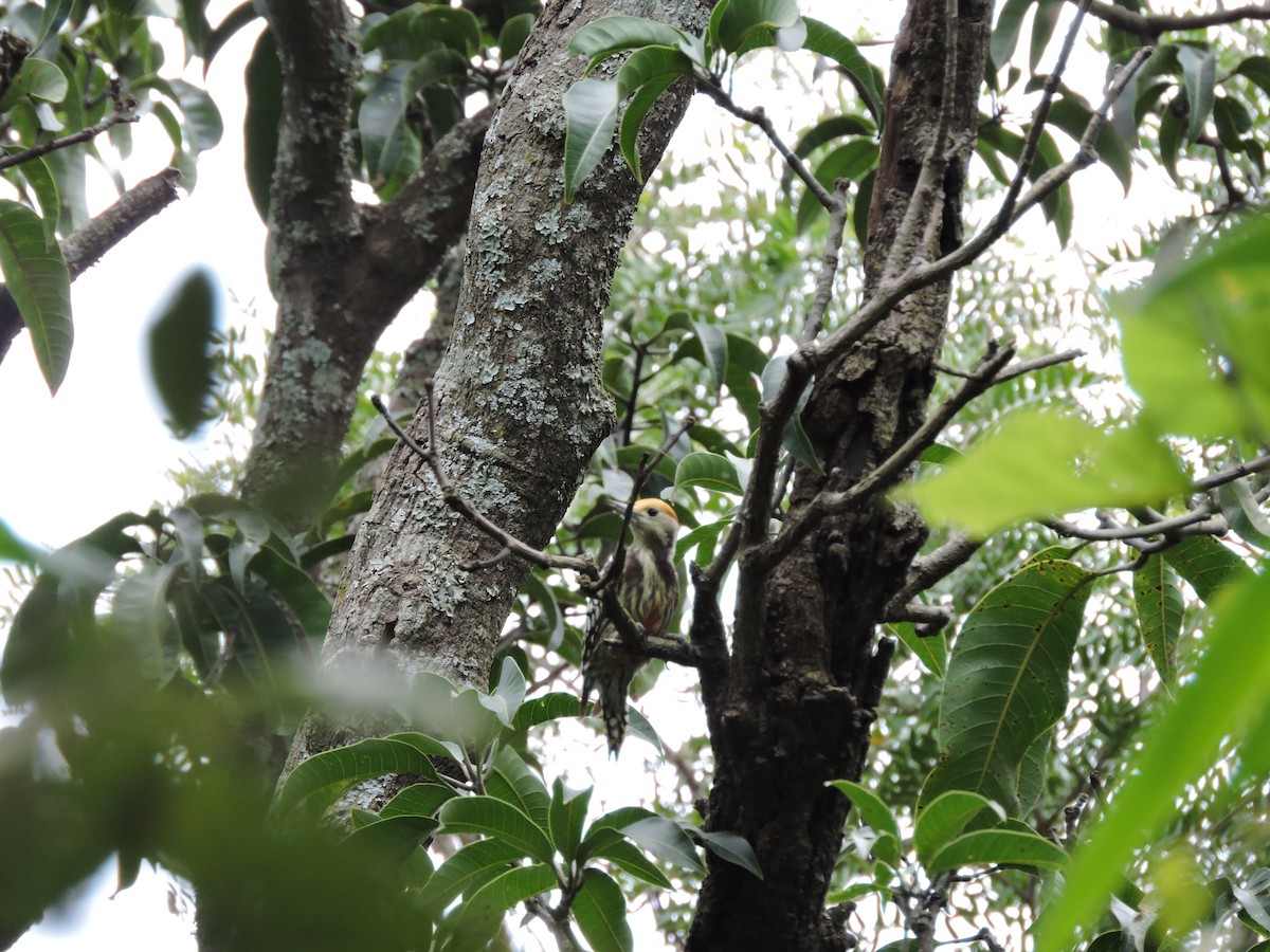 Yellow-crowned Woodpecker - ML536460851
