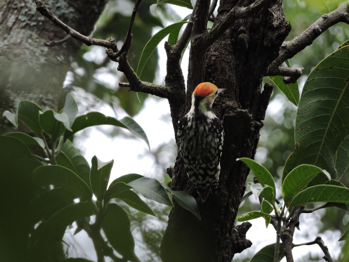 Yellow-crowned Woodpecker - ML536460861
