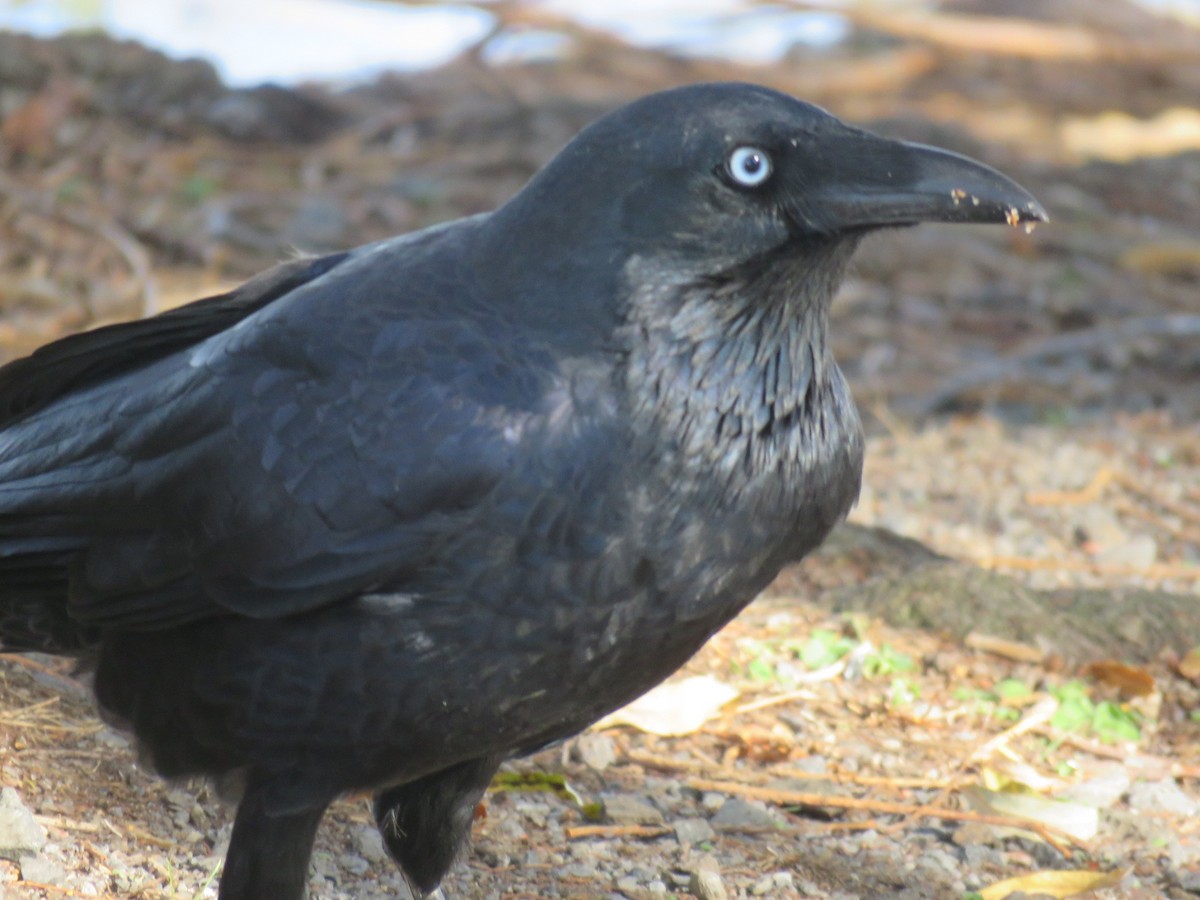 Australian Raven - ML53647071
