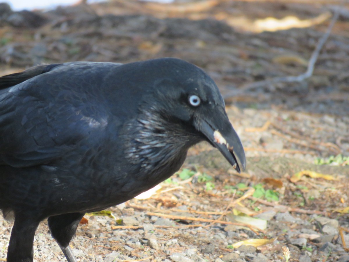 Australian Raven - ML53647081