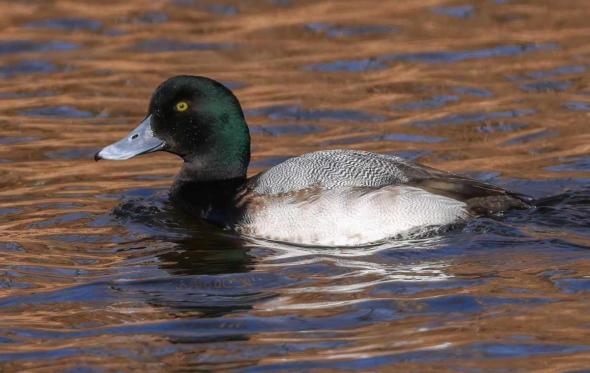 Greater Scaup - ML536486531