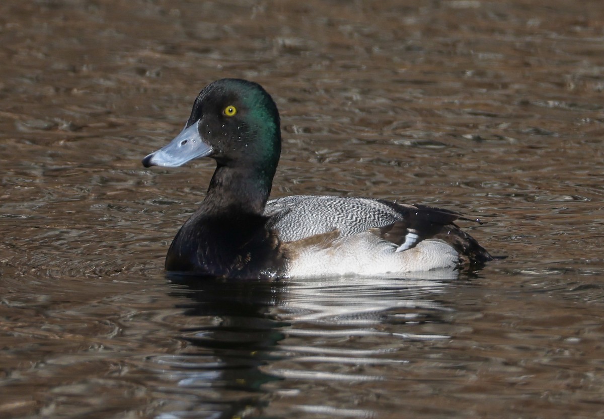 Greater Scaup - ML536487111