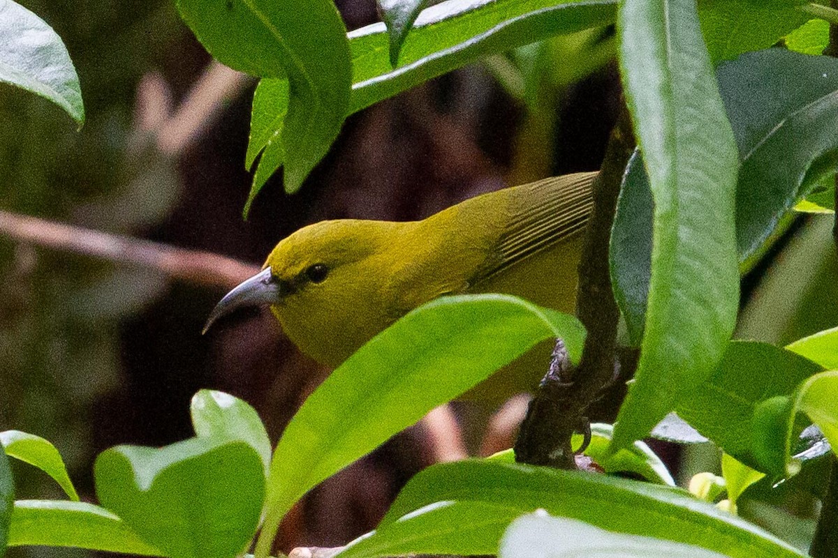 Kauai-Amakihikleidervogel - ML536489921