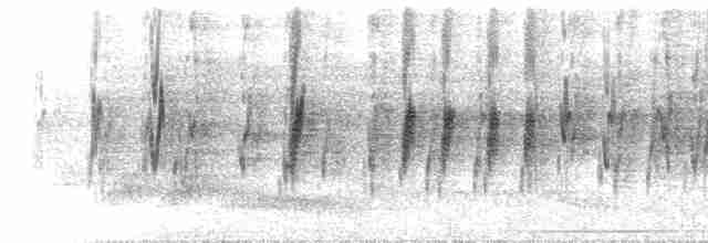  - Riparian Parrotlet