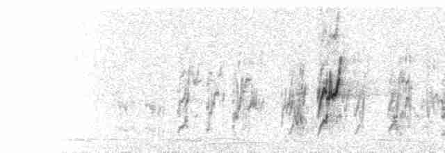  - Mexican Parrotlet (Mexican)