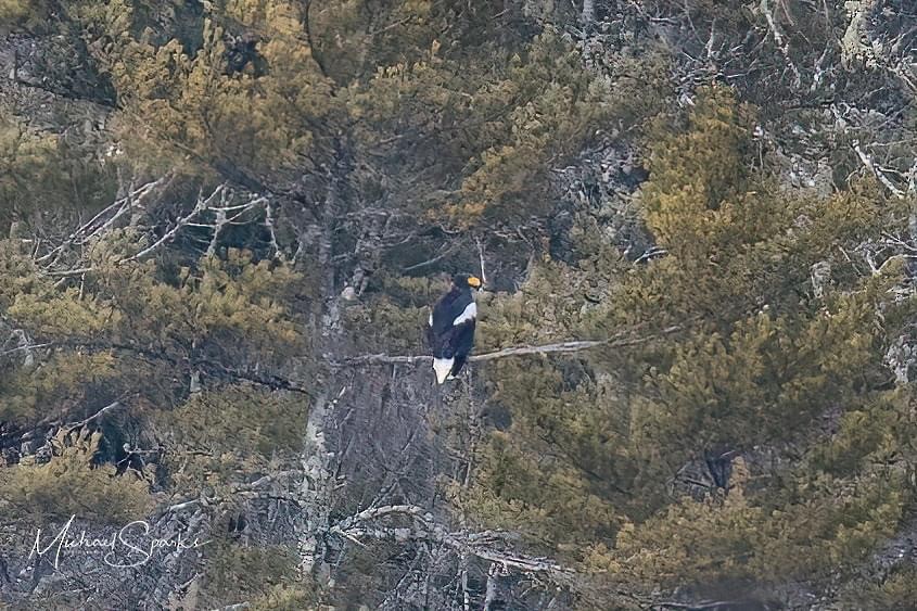 eBird Checklist 14 Feb 2023 Flying Point Preserve, 1