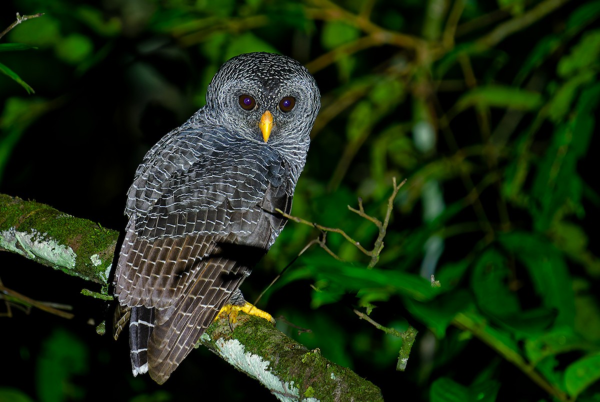 Black-banded Owl - ML536509201
