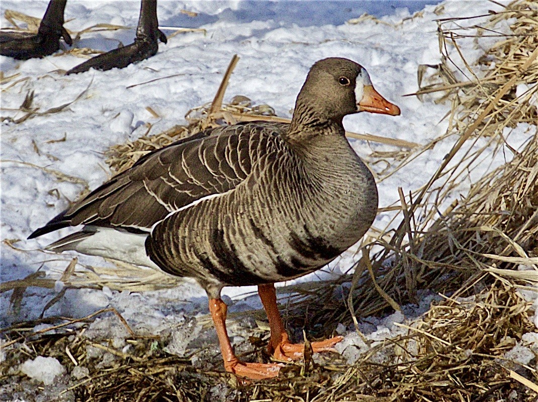 Greater White-fronted Goose - ML536512141