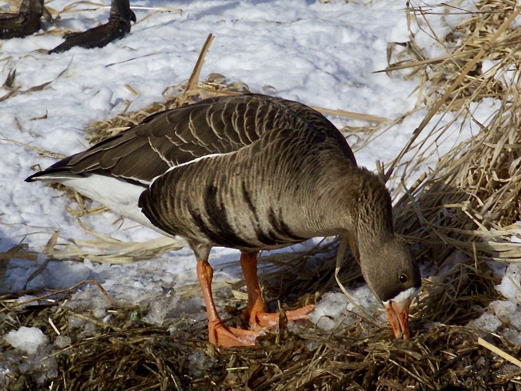 Greater White-fronted Goose - ML536512151