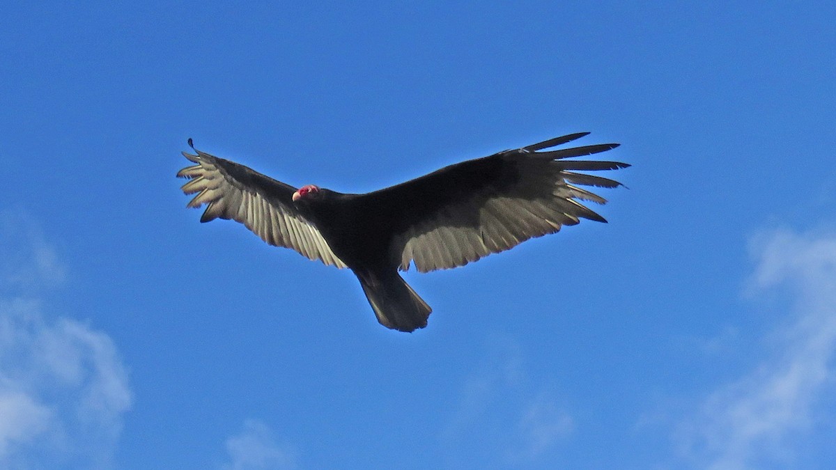 Turkey Vulture - ML536513371