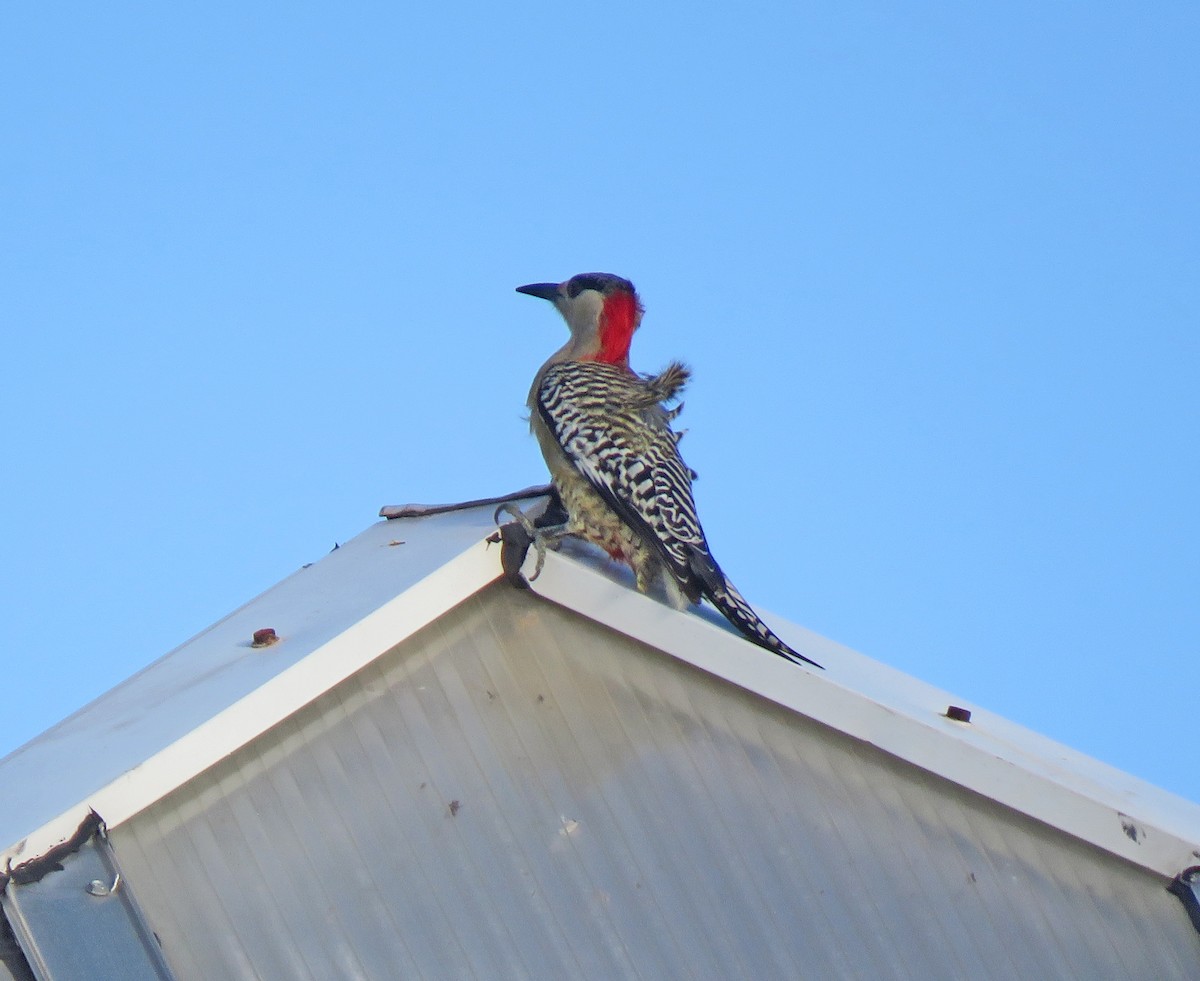 West Indian Woodpecker - ML536514241