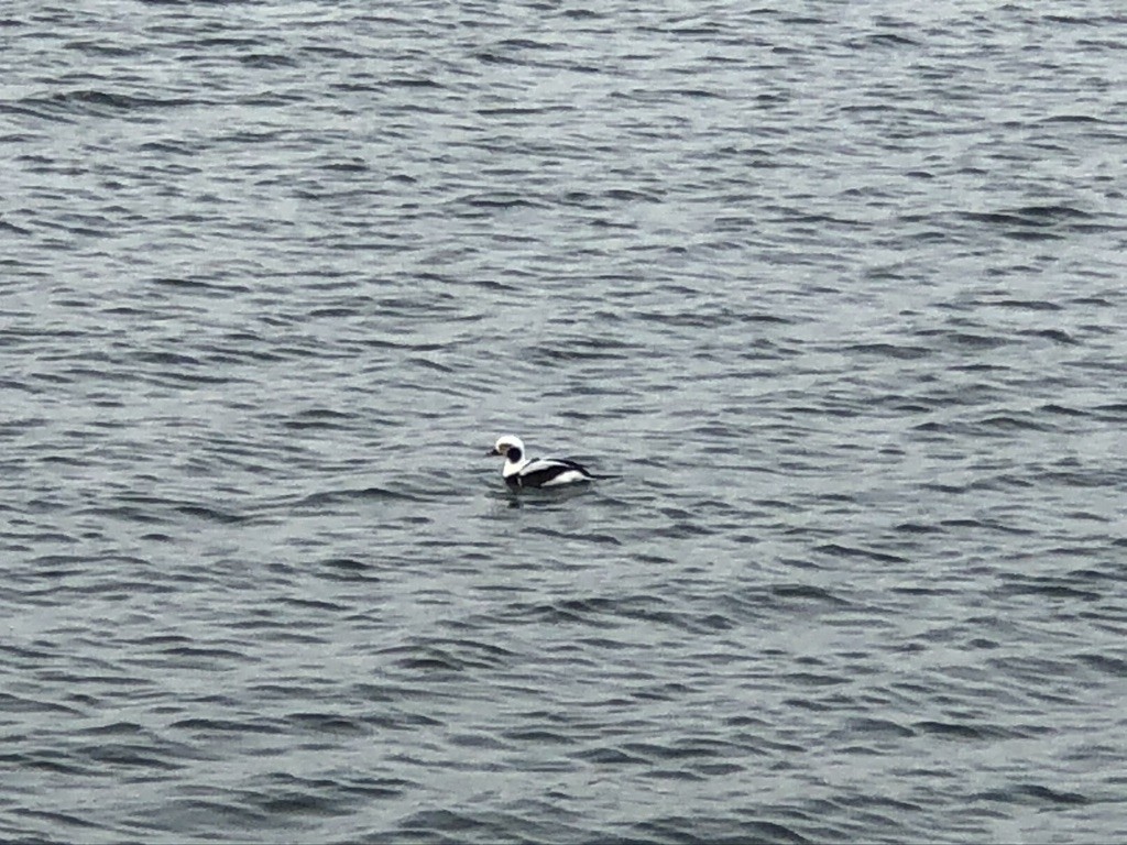 Long-tailed Duck - ML536514581