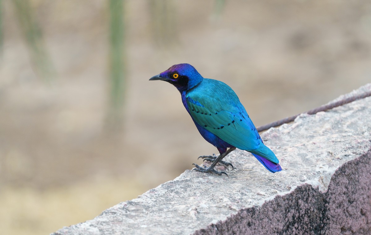 Greater Blue-eared Starling - ML536514831
