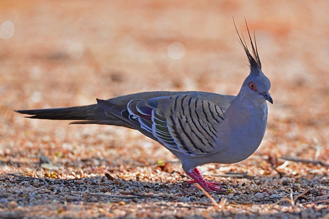 Crested Pigeon - ML536515251