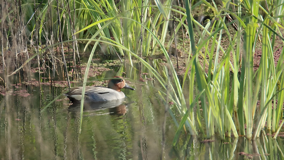 Green-winged Teal - ML536515901
