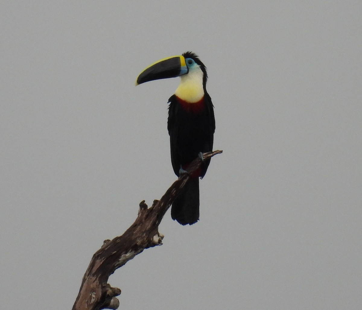 Channel-billed Toucan (Yellow-ridged) - Anonymous