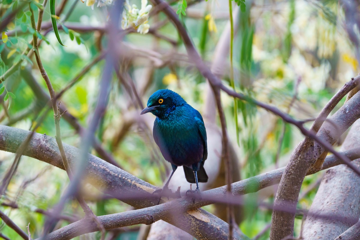 Greater Blue-eared Starling - ML536518951