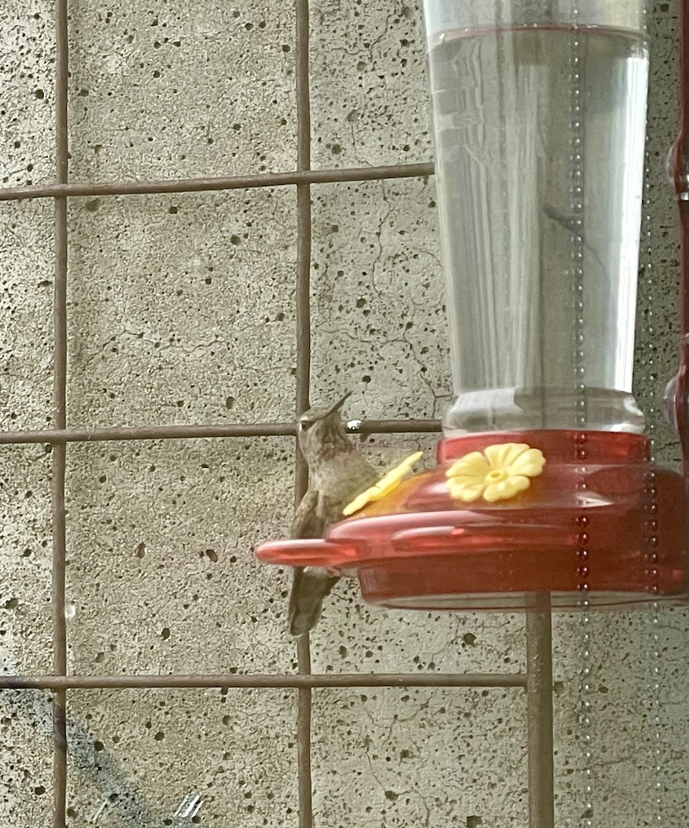 Great Backyard Bird Count Checklist 18 Feb 2023 Near Seattle