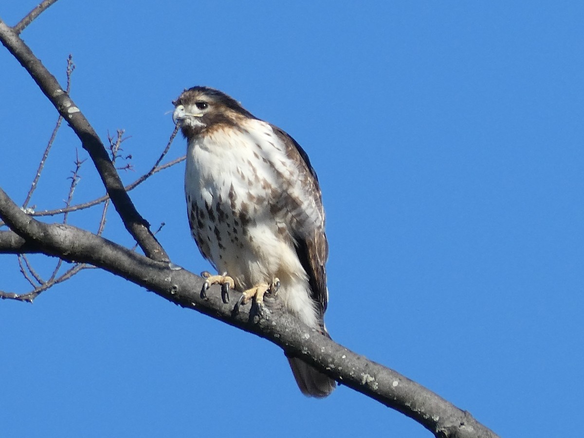 Red-tailed Hawk - ML536526471
