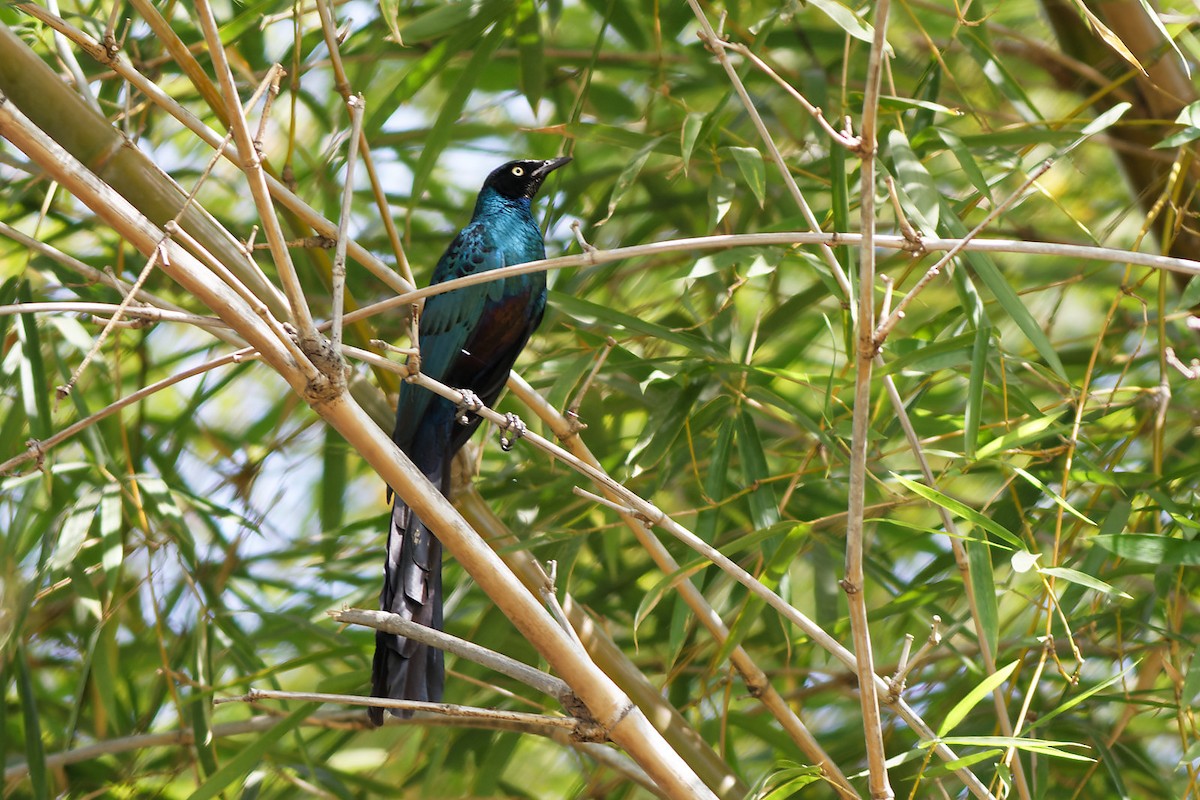 Long-tailed Glossy Starling - ML536532301