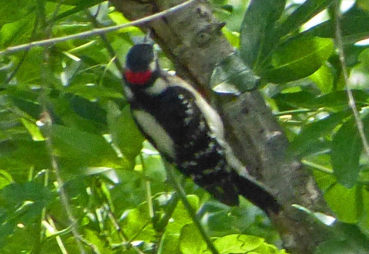 Hairy Woodpecker - ML53653231