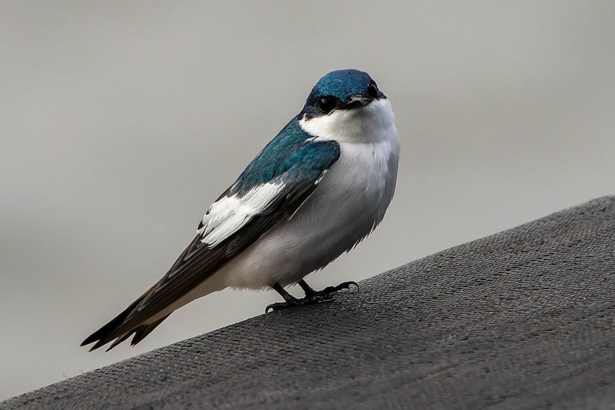 White-winged Swallow - Steve Juhasz
